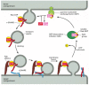 Figure 13-14. A postulated role of Rab proteins in facilitating the docking of transport vesicles.