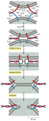 Figure 13-15. A model for how SNARE proteins may concentrate in membrane fusion.