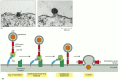 Figure 13-16. The entry of enveloped viruses into cells.