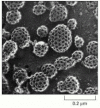 Figure 13-6. Clathrin-coated pits and vesicles.