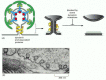 Figure 13-9. The role of dynamin in pinching off clathrin-coated vesicles from the membrane.