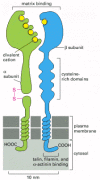 Figure 19-64. The subunit structure of an integrin cell-surface matrix receptor.