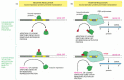 Figure 7-36. Summary of the mechanisms by which specific gene regulatory proteins control gene transcription in procaryotes.