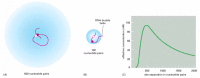 Figure 7-39. Binding of two proteins to separate sites on the DNA double helix can greatly increase their probability of interacting.