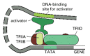 Figure 7-44. A model for the action of some eucaryotic transcriptional activators.