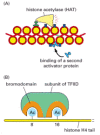 Figure 7-46. Two specific ways that local histone acetylation can stimulate transcription initiation.