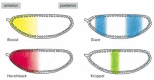 Figure 7-52. The nonuniform distribution of four gene regulatory proteins in an early Drosophila embryo.