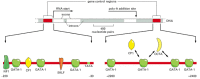 Figure 7-59. Model for the control of the human β-globin gene.