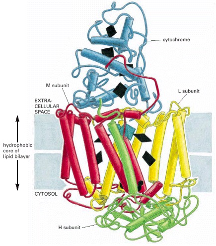 Figure 10-38. The three-dimensional structure of the photosynthetic reaction center of the bacterium Rhodopseudomonas viridis.