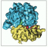 Figure 9-37. The three-dimensional structure of the 70S ribosome from E. coli determined by EM tomography.