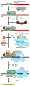 Figure 6-16. Initiation of transcription of a eucaryotic gene by RNA polymerase II.