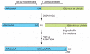 Figure 6-37. Consensus nucleotide sequences that direct cleavage and polyadenylation to form the 3′ end of a eucaryotic mRNA.