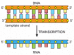 Figure 6-7. DNA transcription produces a single-stranded RNA molecule that is complementary to one strand of DNA.