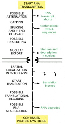 Figure 7-87. Possible post-transcriptional controls on gene expression.