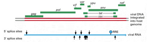 Figure 7-96. The compact genome of HIV, the human AIDS virus.