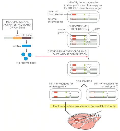 Figure 21-48. Creation of mutant cells by induced somatic recombination.