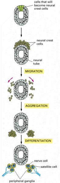 Figure 19-23. An example of a more complex mechanism by which cells assemble to form a tissue.