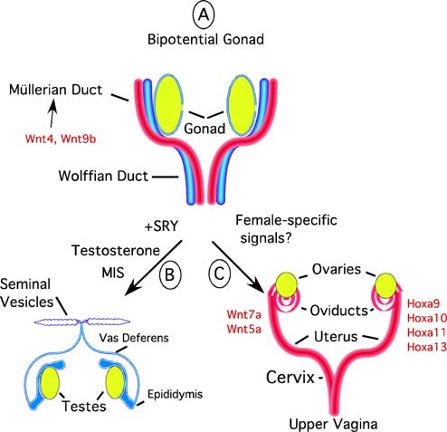 File:The uterus differentiates from the fetal Müllerian ducts..jpg ...