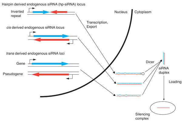 endo sirna biogenesis anti aging