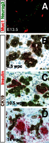 Figure 2. Relationship between developing islet and duct cells.