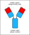 Figure 1.16. Schematic structure of an antibody molecule.