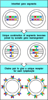 Figure 1.18. The diversity of lymphocyte antigen receptors is generated by somatic gene rearrangements.