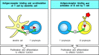 Figure 1.21. Two signals are required for lymphocyte activation.