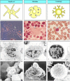 Figure 1.22. The professional antigen-presenting cells.