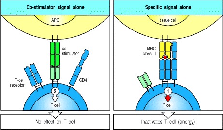 Figure 8.21. T-cell tolerance to antigens expressed on tissue cells results from antigen recognition in the absence of co-stimulation.