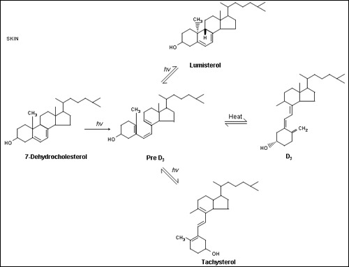 Figure 1. . The production of vitamin D3 from 7-dehydrocholesterol in the epidermis.