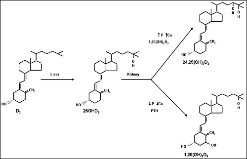 Figure 2. . The metabolism of vitamin D.