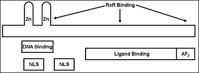 Figure 4. . Model of the vitamin D receptor (VDR).