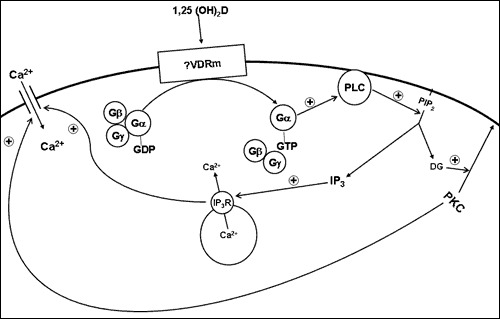 Figure 6. . Model for the non-genomic actions of 1,25(OH)2D.