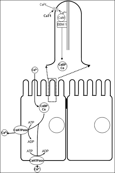 Figure 7. . Model of intestinal calcium transport.