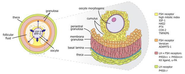 Corpus luteum development, morphological and hormonal changes