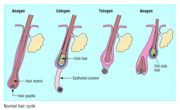 Figure 3. . Normal hair cycle - Each telogen hair is replaced by a new anagen hair.