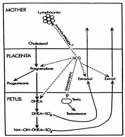 Endocrinology of Pregnancy - Endotext - NCBI Bookshelf