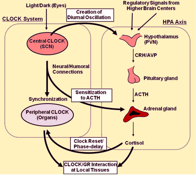 Cardiac response to norepinephrine and sympathetic nerve stimulation  following experimental subarachnoid hemorrhage - ScienceDirect