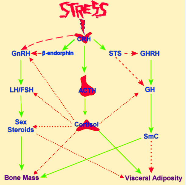 Can Stress Kill You? Long-Term Effects of Stress