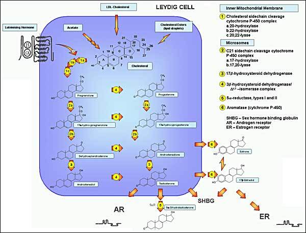 FIGURE 1. . Pathways of testosterone biosynthesis and action.