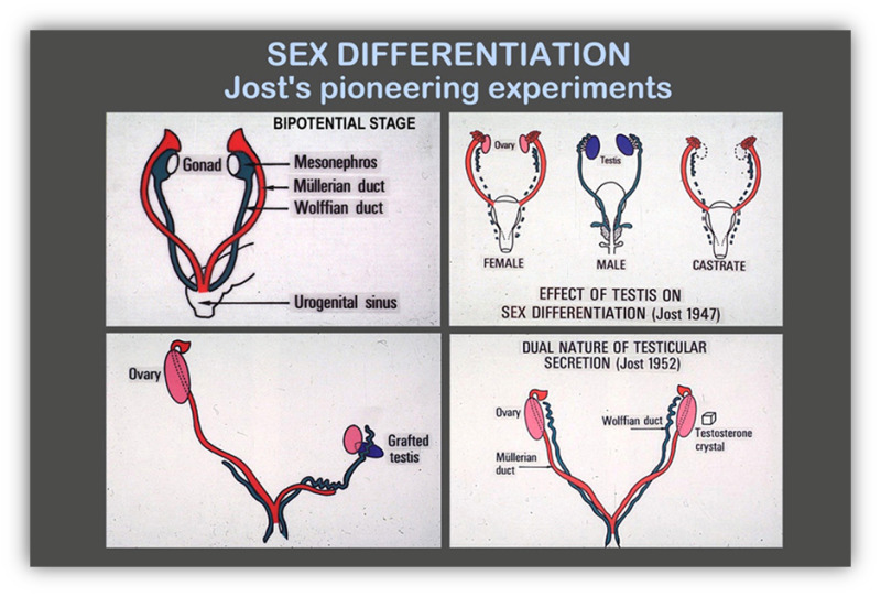 Performance All the Way Down: Genes, Development, and Sexual