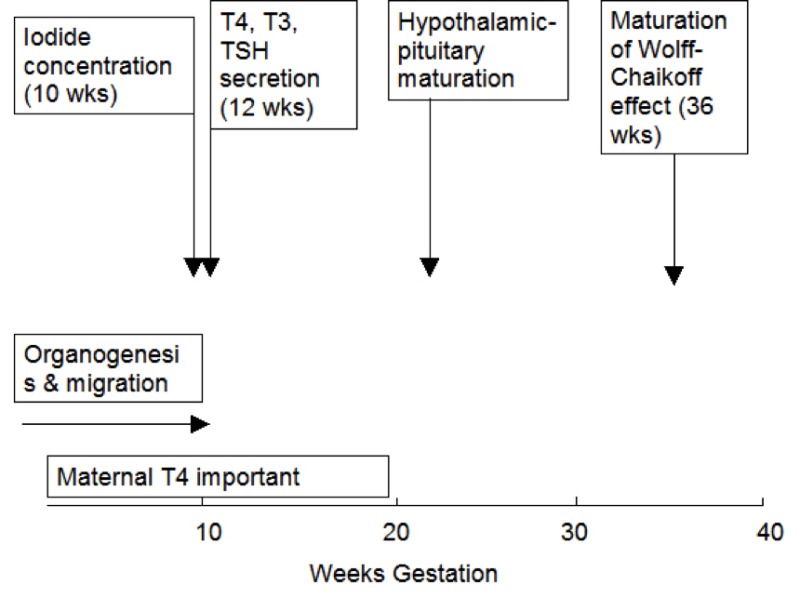 Figure 15- 1. Approximate timing of thyroid gland maturation in the human fetus.