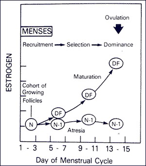 Ovulation, Physiology, Hormones & Fertility