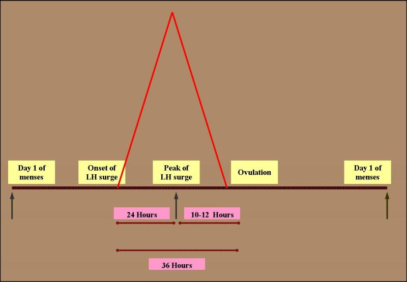 Estrogen And Lh Surge Chart