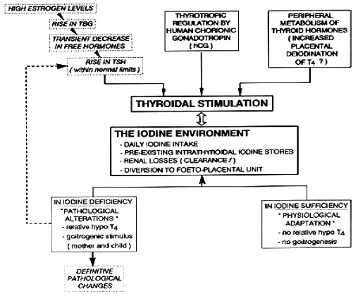 Figure 14- 1. From physiological adaptation to pathological alterations of the thyroidal economy during pregnancy.