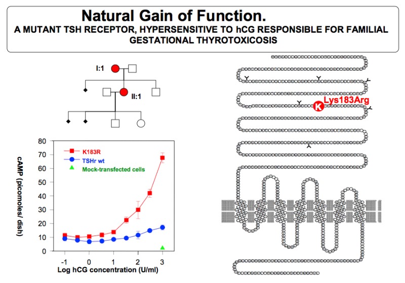 Figure14- 14. TSH receptor mutation, with a Lysine to Arginine mutation in position 183 of the ecto-domain.