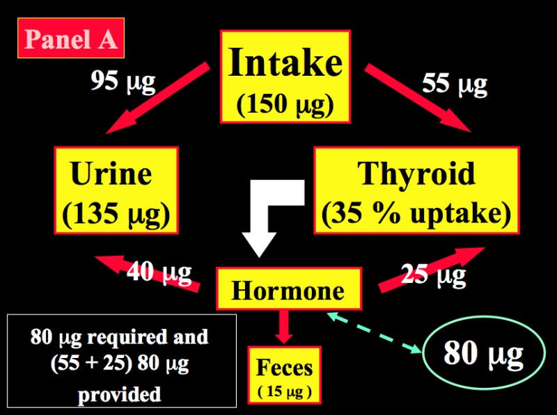 Image thy-reg-dysf-pregnt_figure2a.jpg