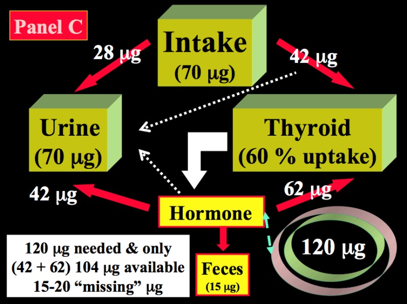 Figure 14-2. Schematic representation of the kinetics of iodide in healthy non-pregnant and pregnant adults.