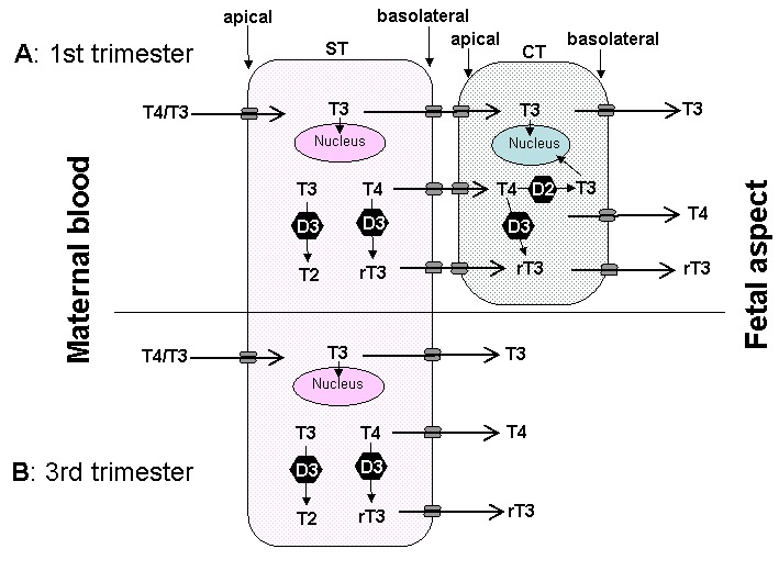 Fig 14-6. The passage of T4 and T3 from the maternal to fetal circulation requires negotiation through the apical membrane (maternal-facing) and the basolateral membrane (fetal-facing) of syncytiotrophoblasts (ST), and in the first half of pregnancy (A) through the plasma membranes of cytotrophoblasts (CT) as well.