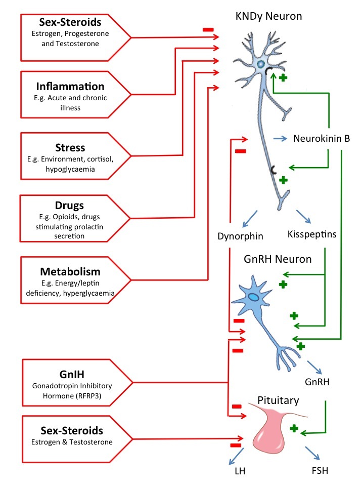 Figure 3. . Neuroendocrine regulation of GnRH/gonadotropin secretion.